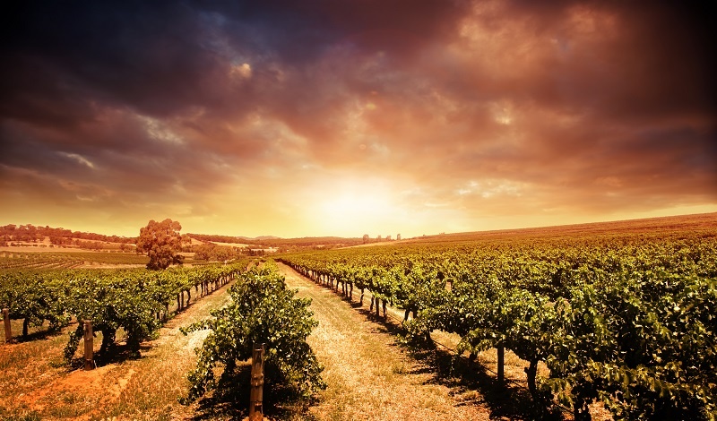 фото австралийских виноградников