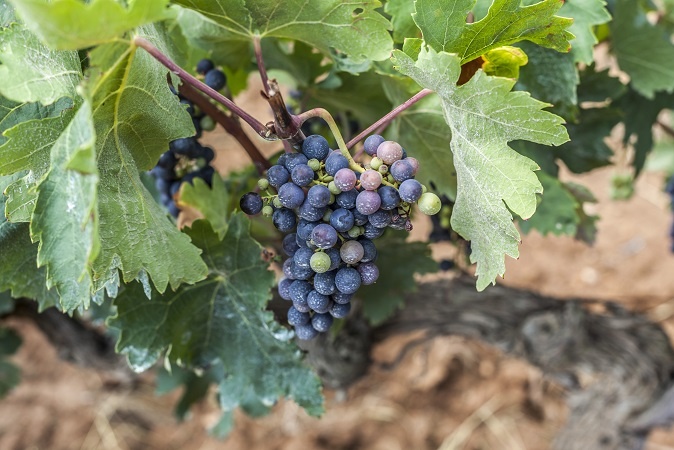 фото каталонского винограда