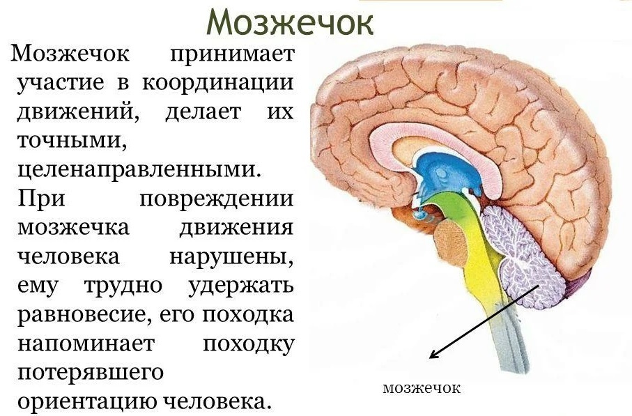 мозжечок головного мозга фото