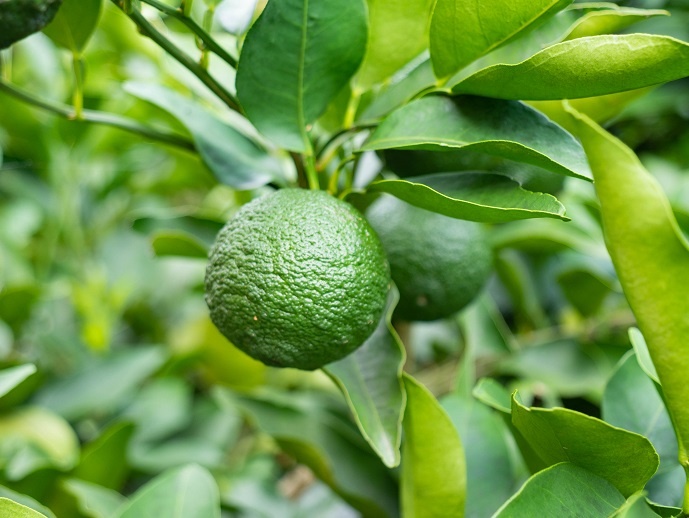 плод апельсина лараха