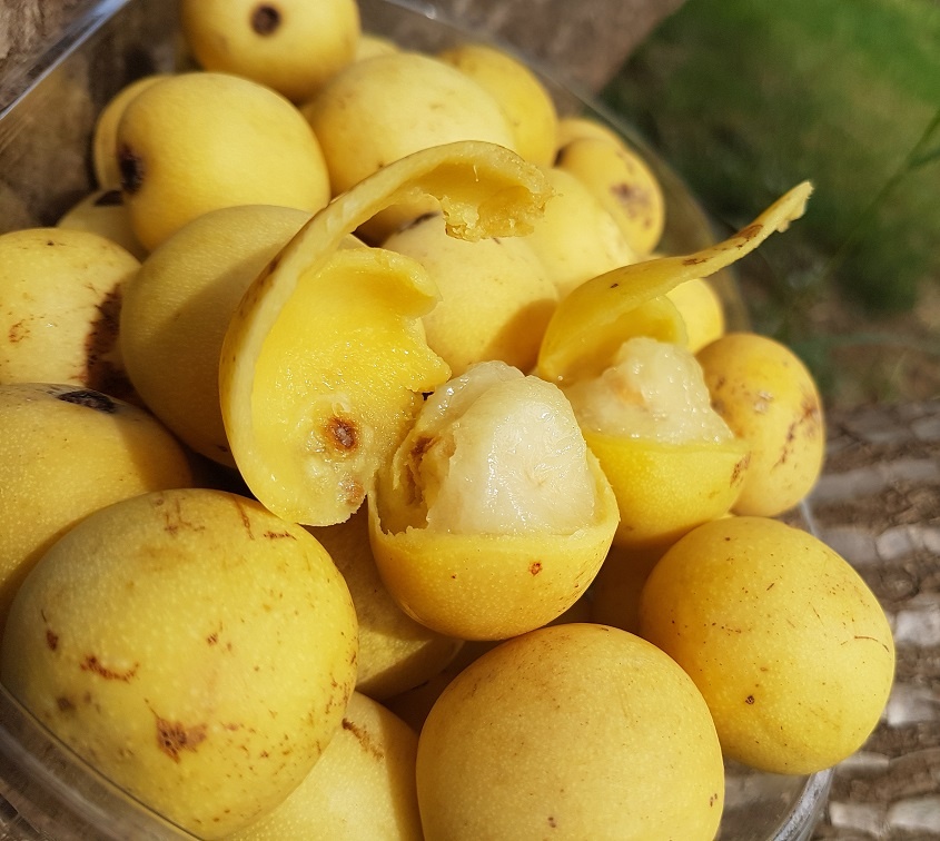 плоды марулы