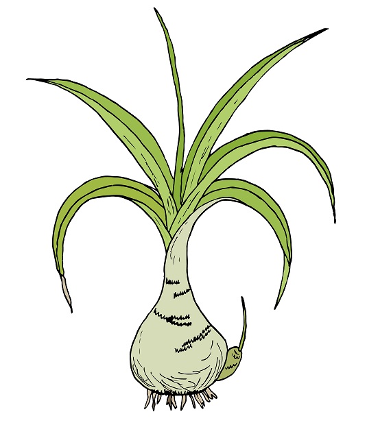 рисунок растения индийский лук