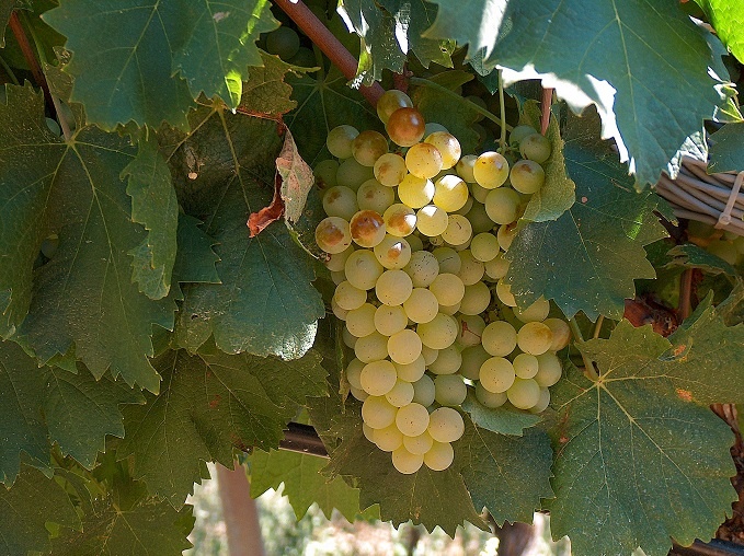 Виноград Верментино фото