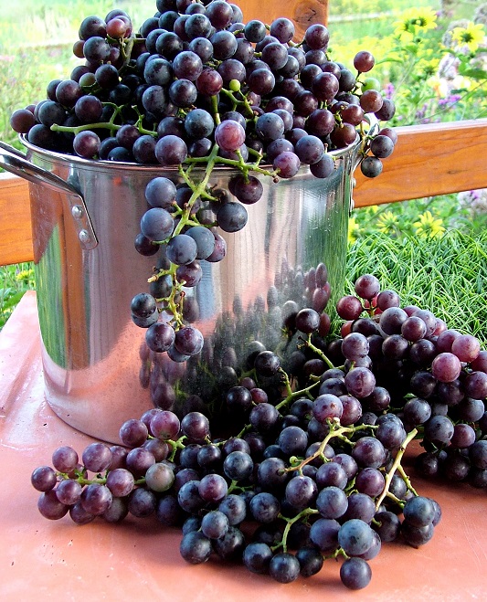 фото сорта винограда Vitis Labrusca