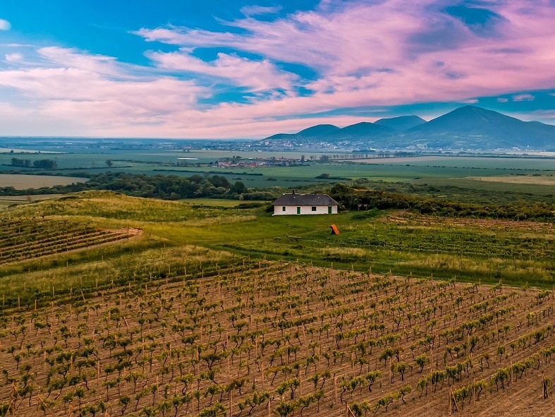 фото венгерского виноградника