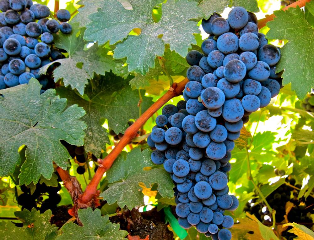 фото винограда Бастардо Магарачский