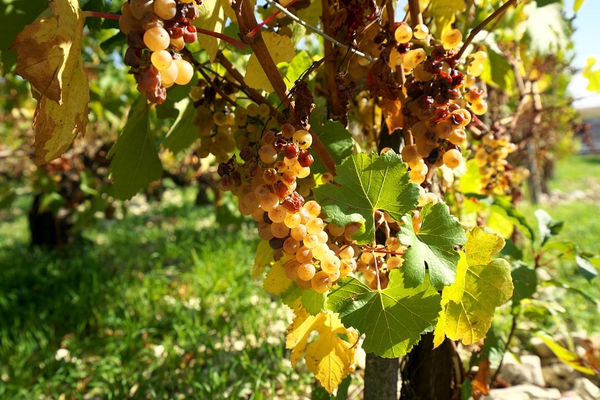 фото винограда сорта Шардоне