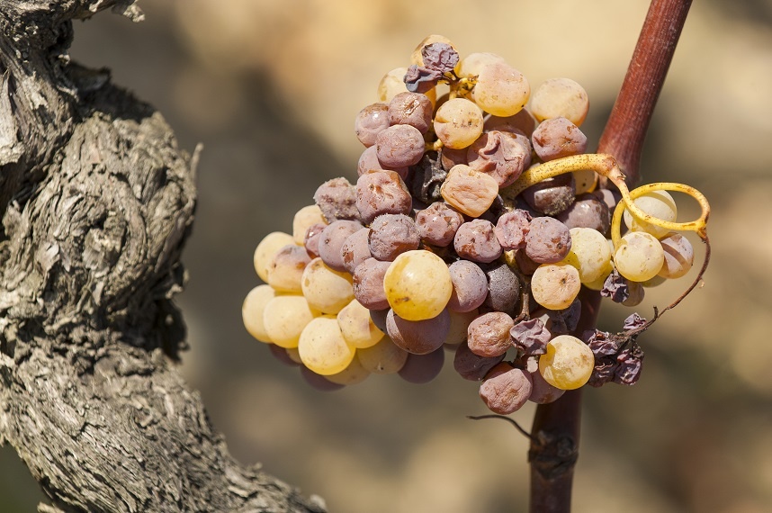 виноград для производства вина сотерн
