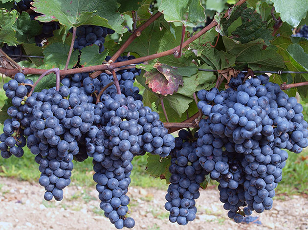 виноград для производства вина Эшера