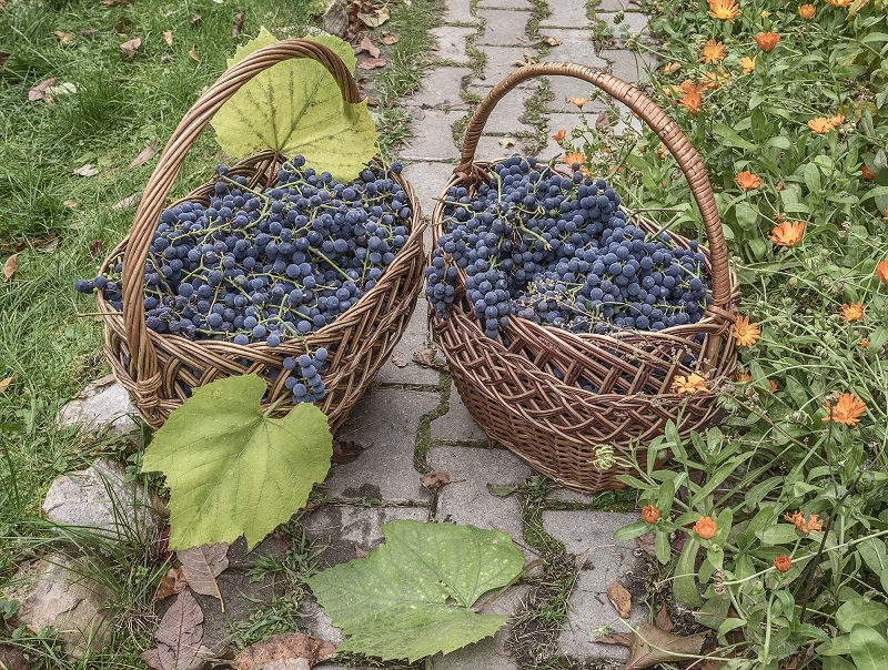 фото винограда для вина лыхны