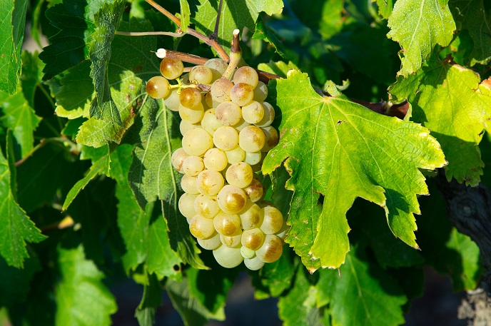фото винограда сорта Уньи Блан