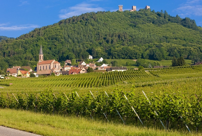 фото виноградника в Эльзасе
