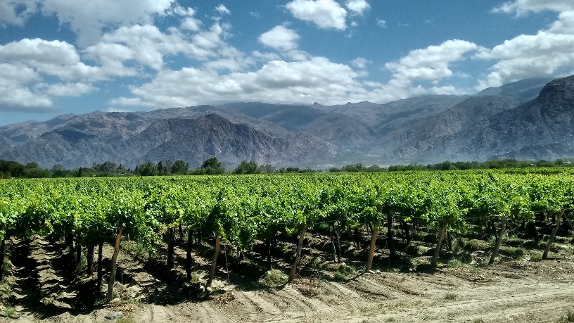 виноградник Мальбек в Аргентине