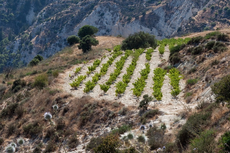 фото виноградника на Кипре