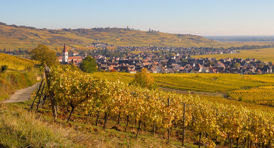 фото виноградника Сильванер в Эльзасе