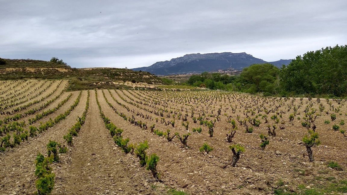 виноградник Темпранильо в Испании