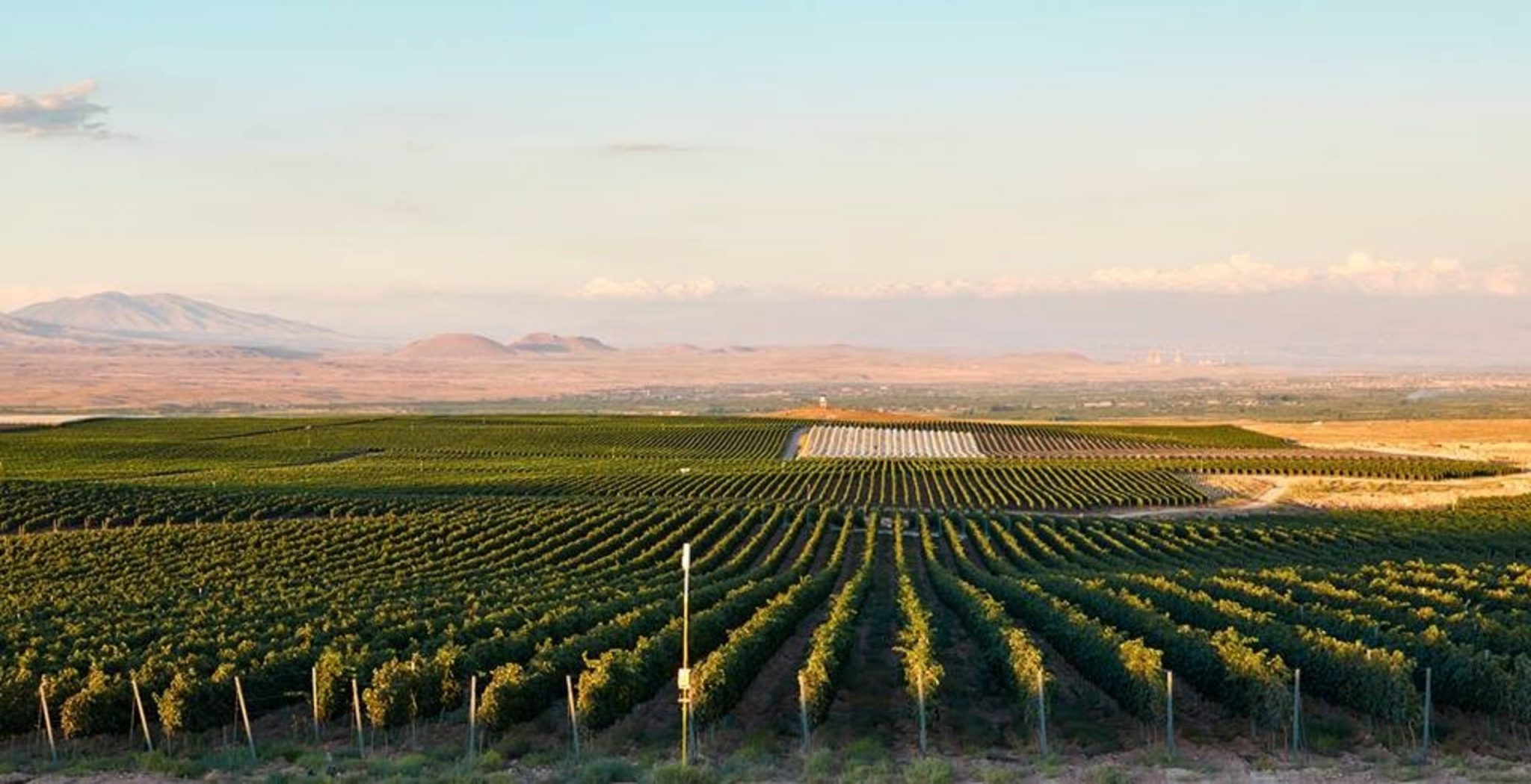 виноградник в Армении фото