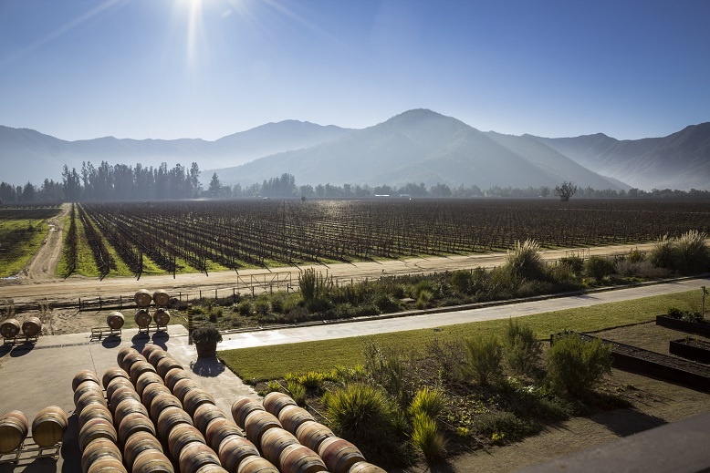 фото виноградника в Чили