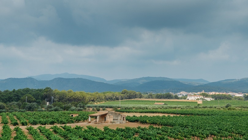 фото виноградника в Каталонии