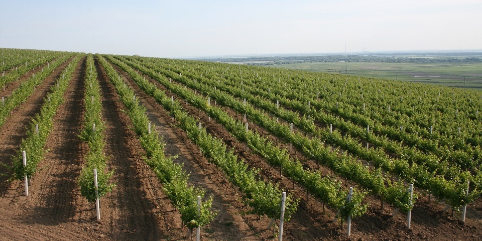 виноградник в Молдове