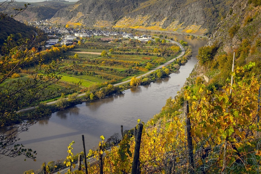 виноградник возле реки Мозель