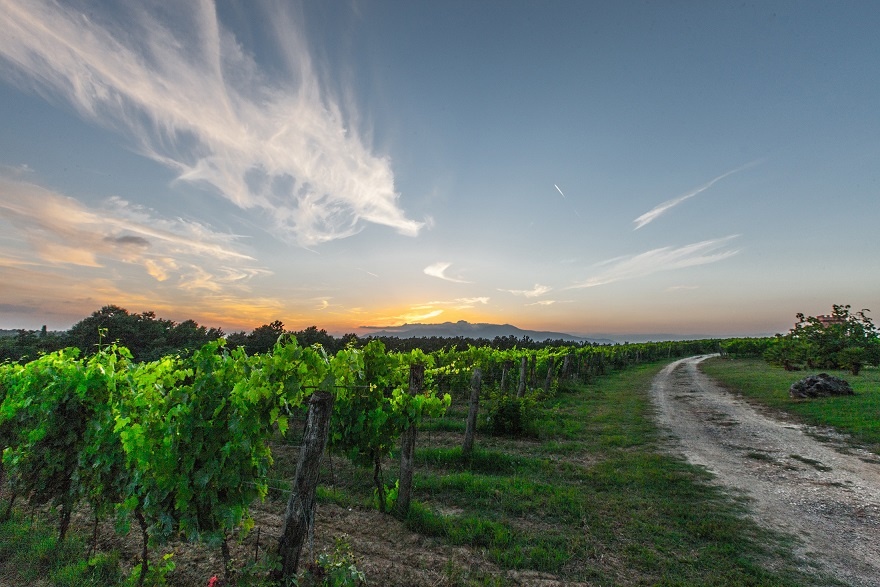 виноградник в Тоскане фото