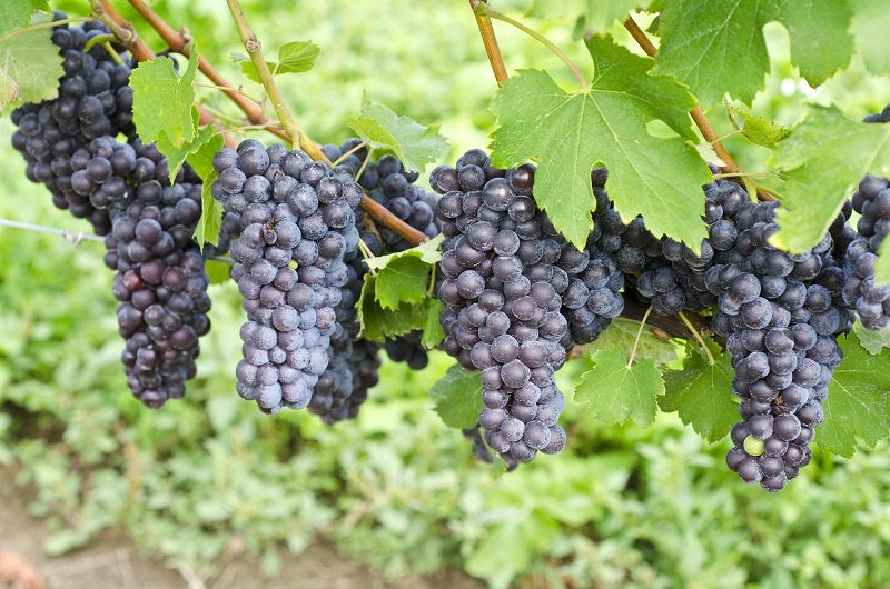 фото винограда сорта Ягоды Неббиоло